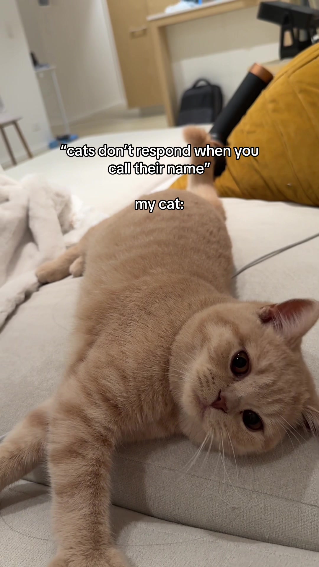 @Chuchu The British Shorthair