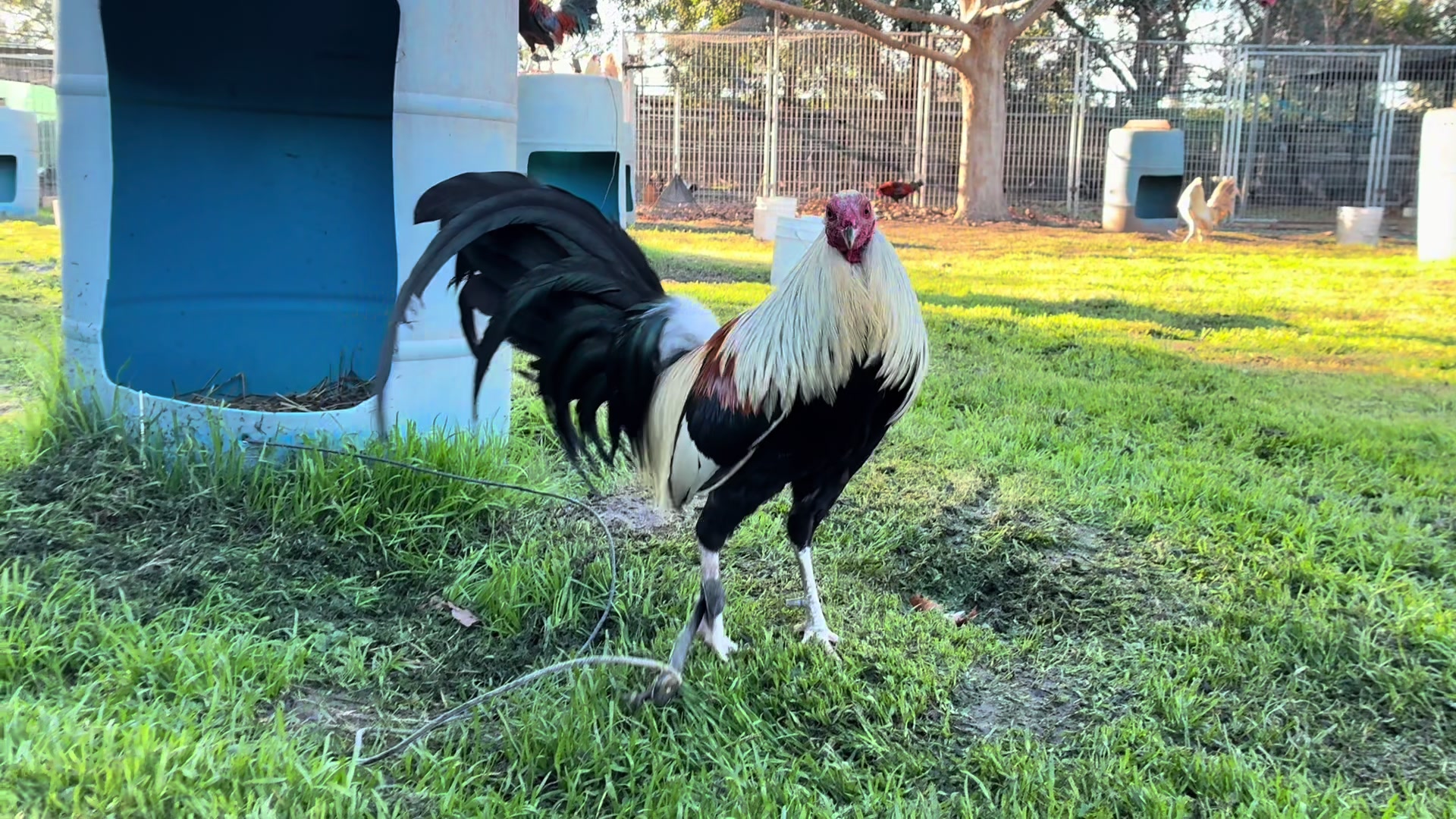 @Rancho_Ramirez209