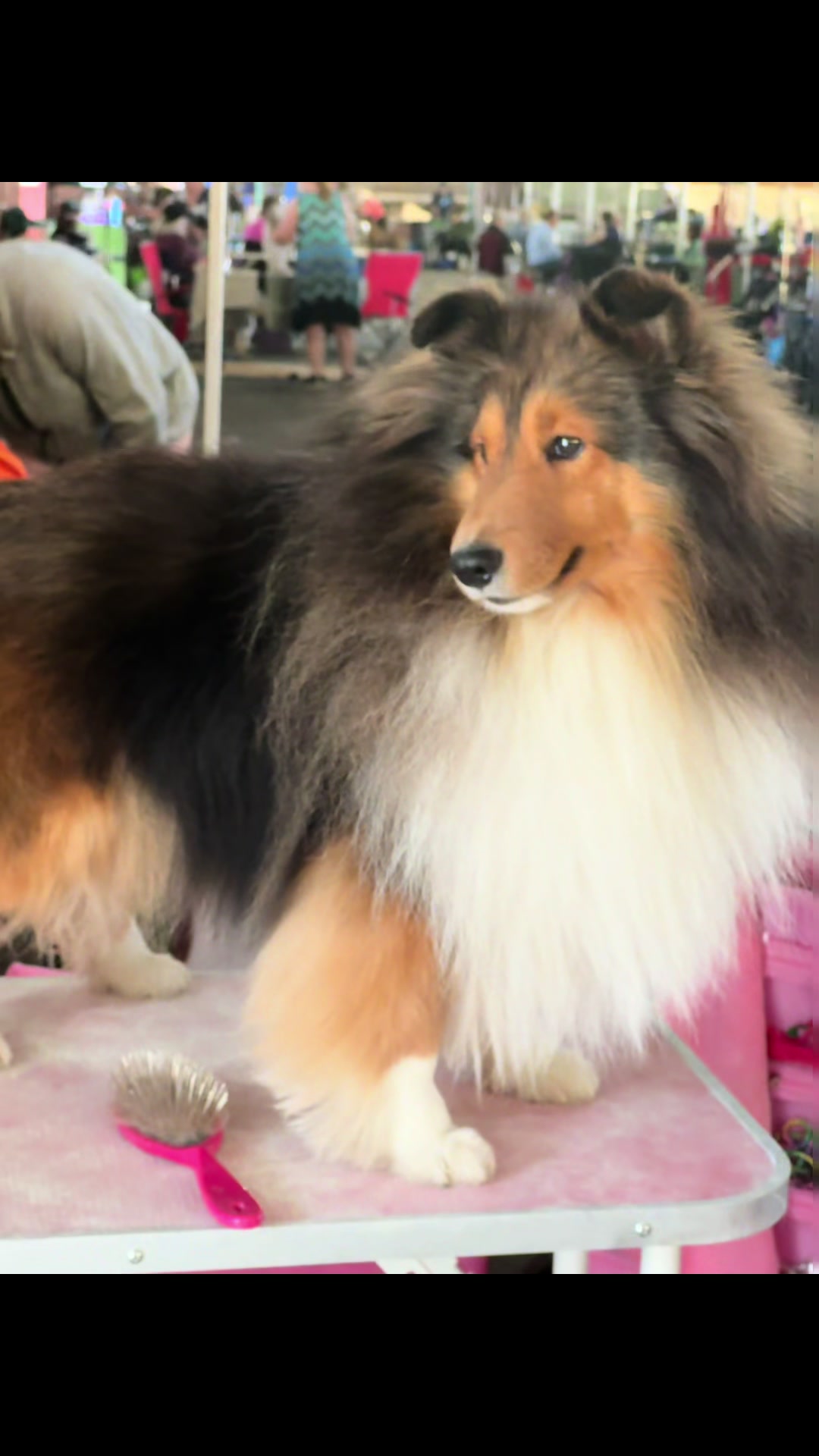 @Heather Discovery Canine Adv.