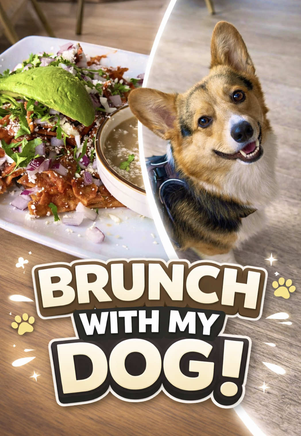 @hasbithecorgi