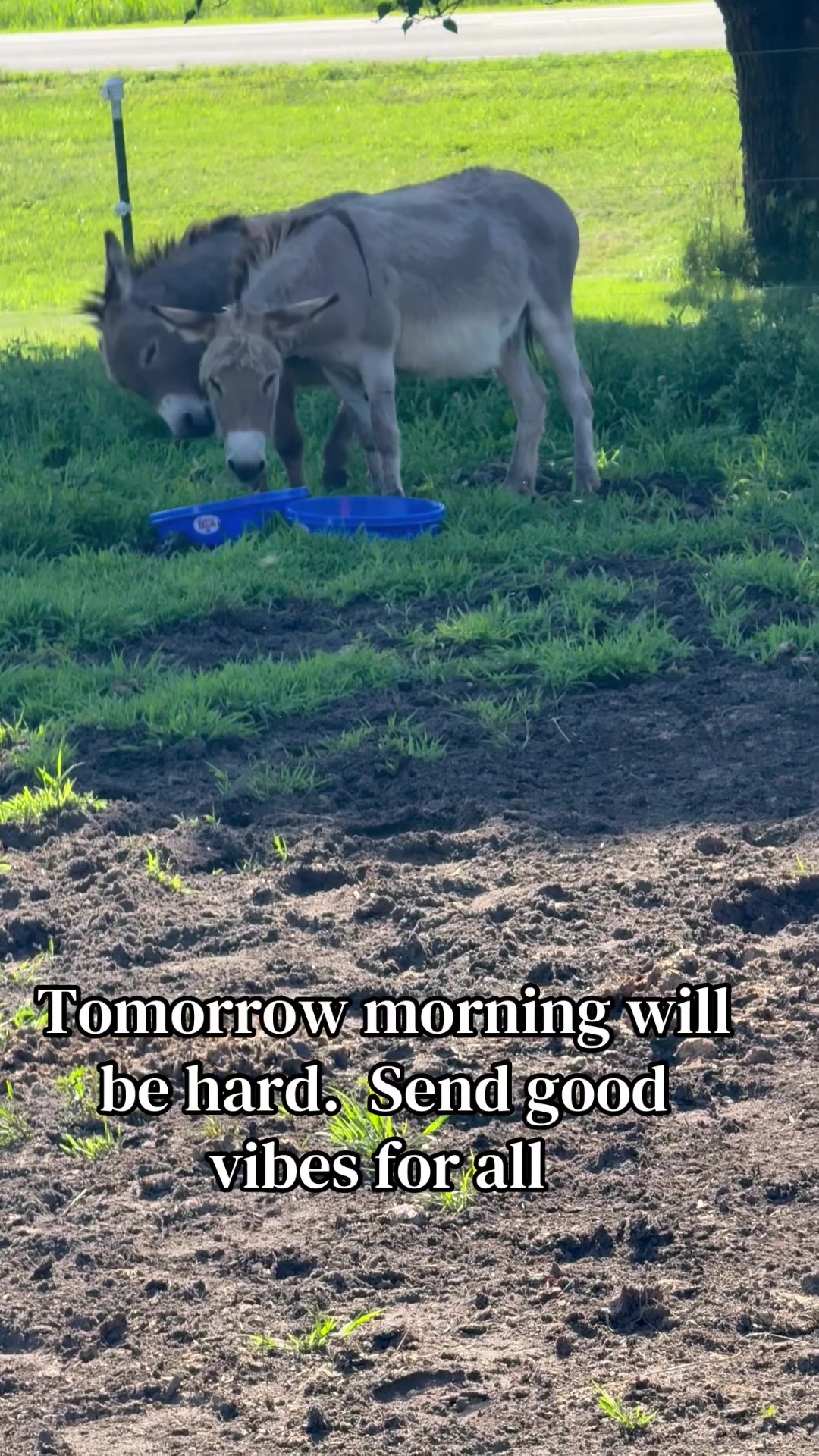 @Safe Place Pastures, Inc.