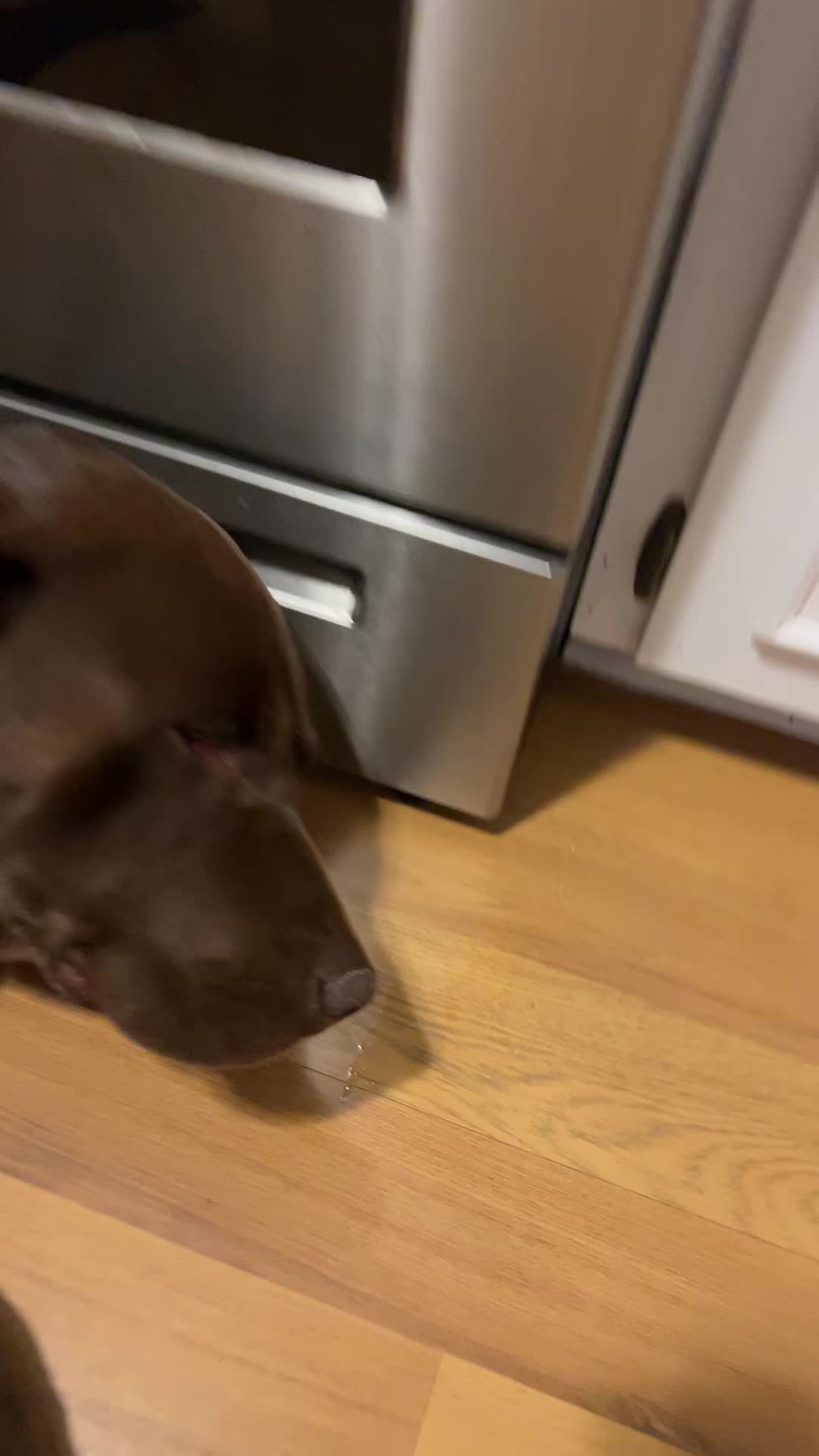 @Chocolate Labrador