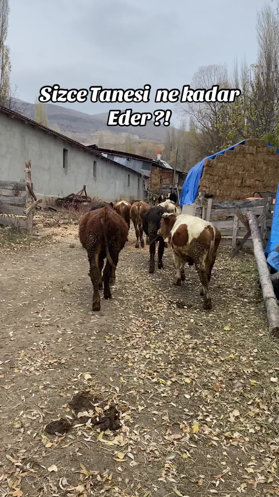 @doğukan