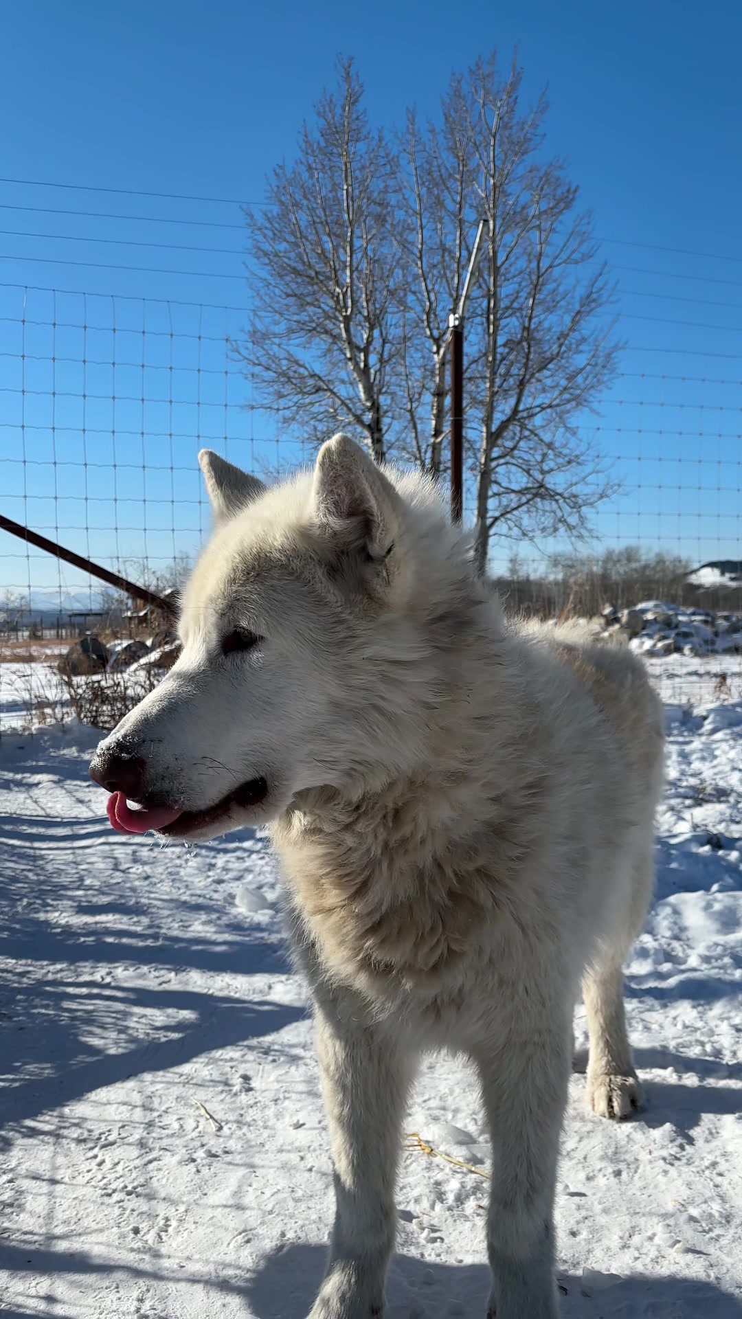@Yamnuska Wolfdog Sanctuary