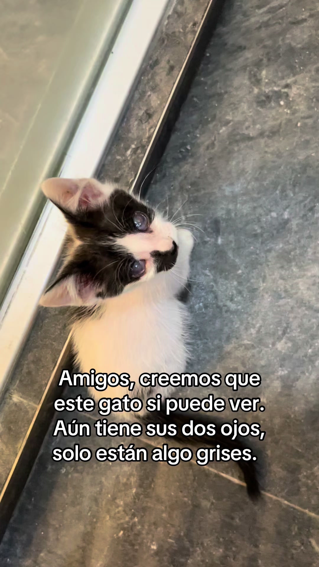 @Cosas de mis gatos 🐱