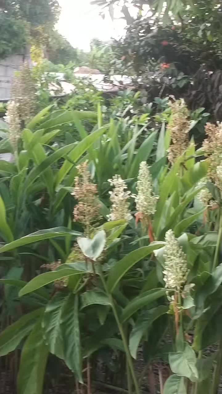 @ข้าวหอมไง