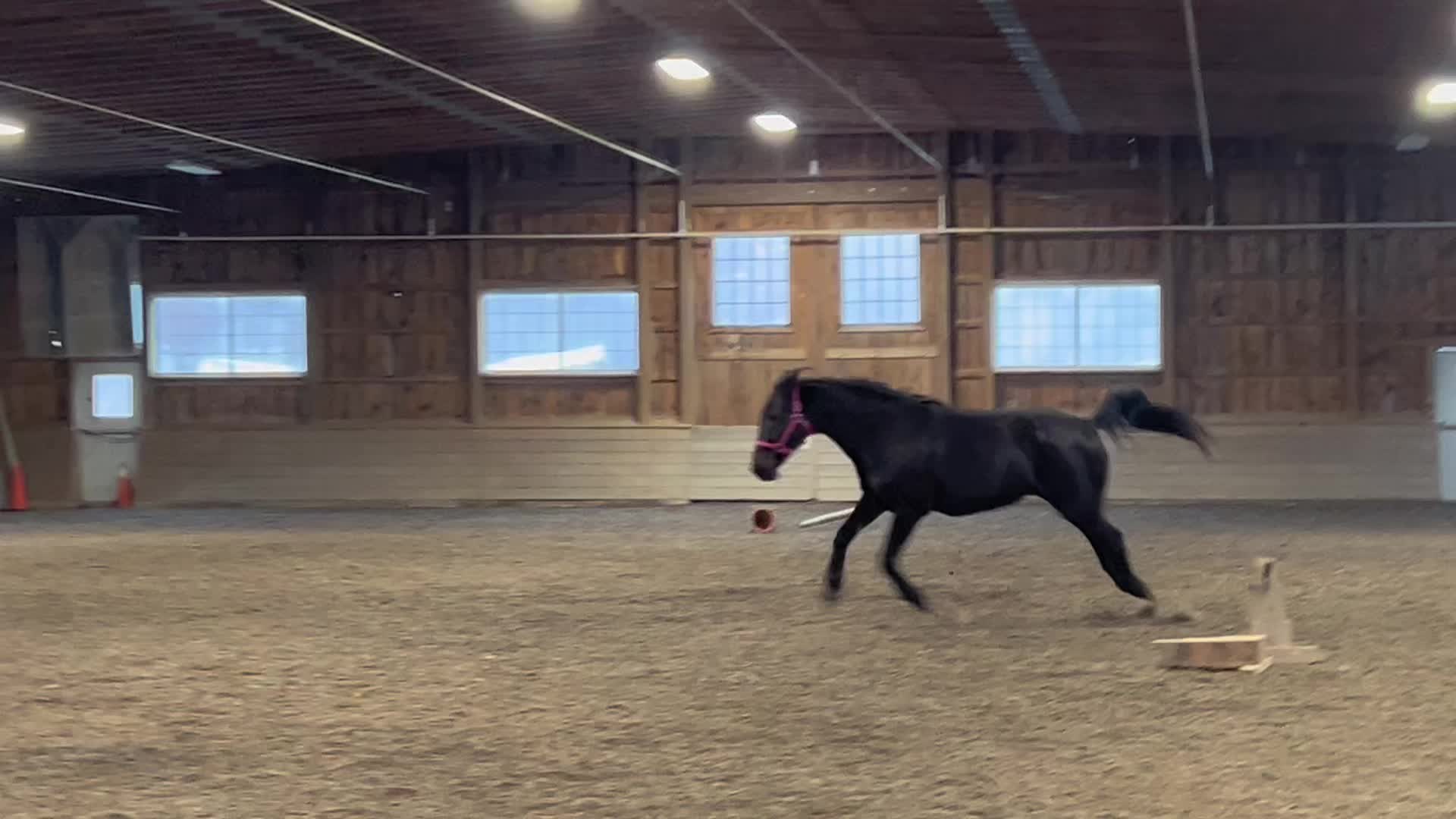 @Horseplay66