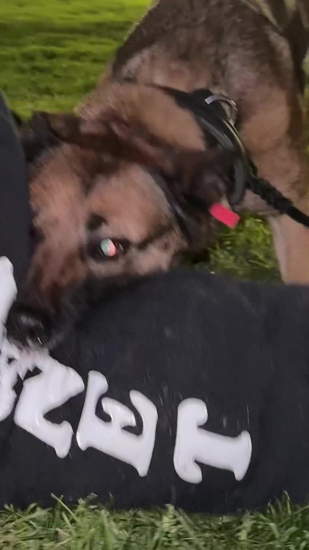 @🦭