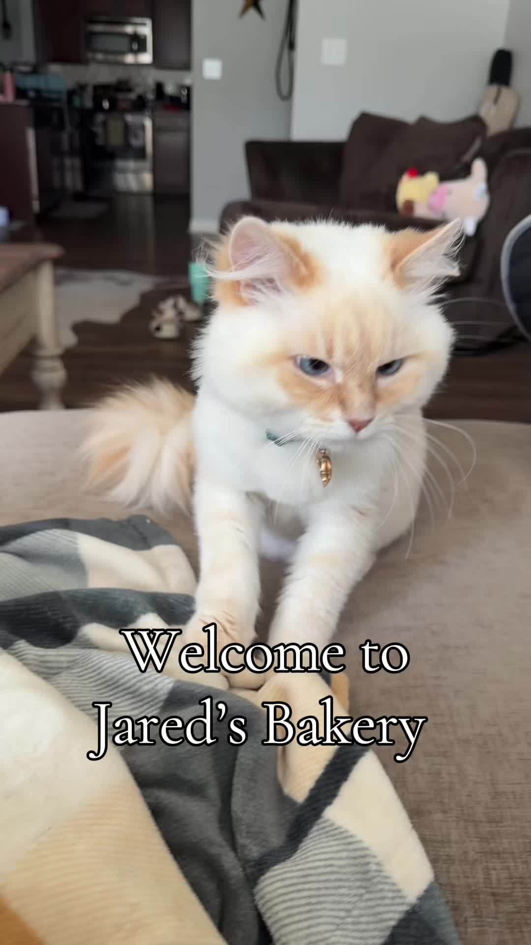 @jaredthecrosseyedcat