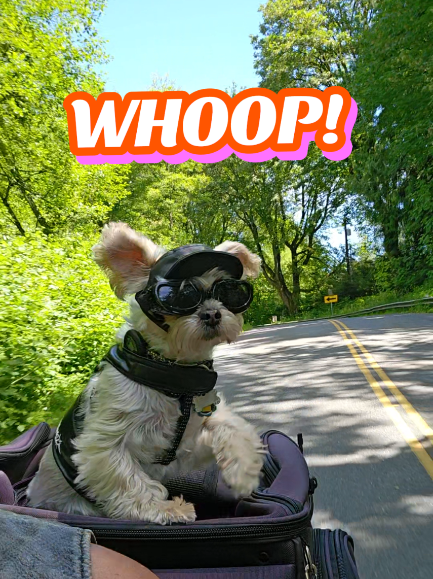 @โ๏ธ Mindy_da_Morkie โ๏ธ๐ฉท๐ถ๐๐