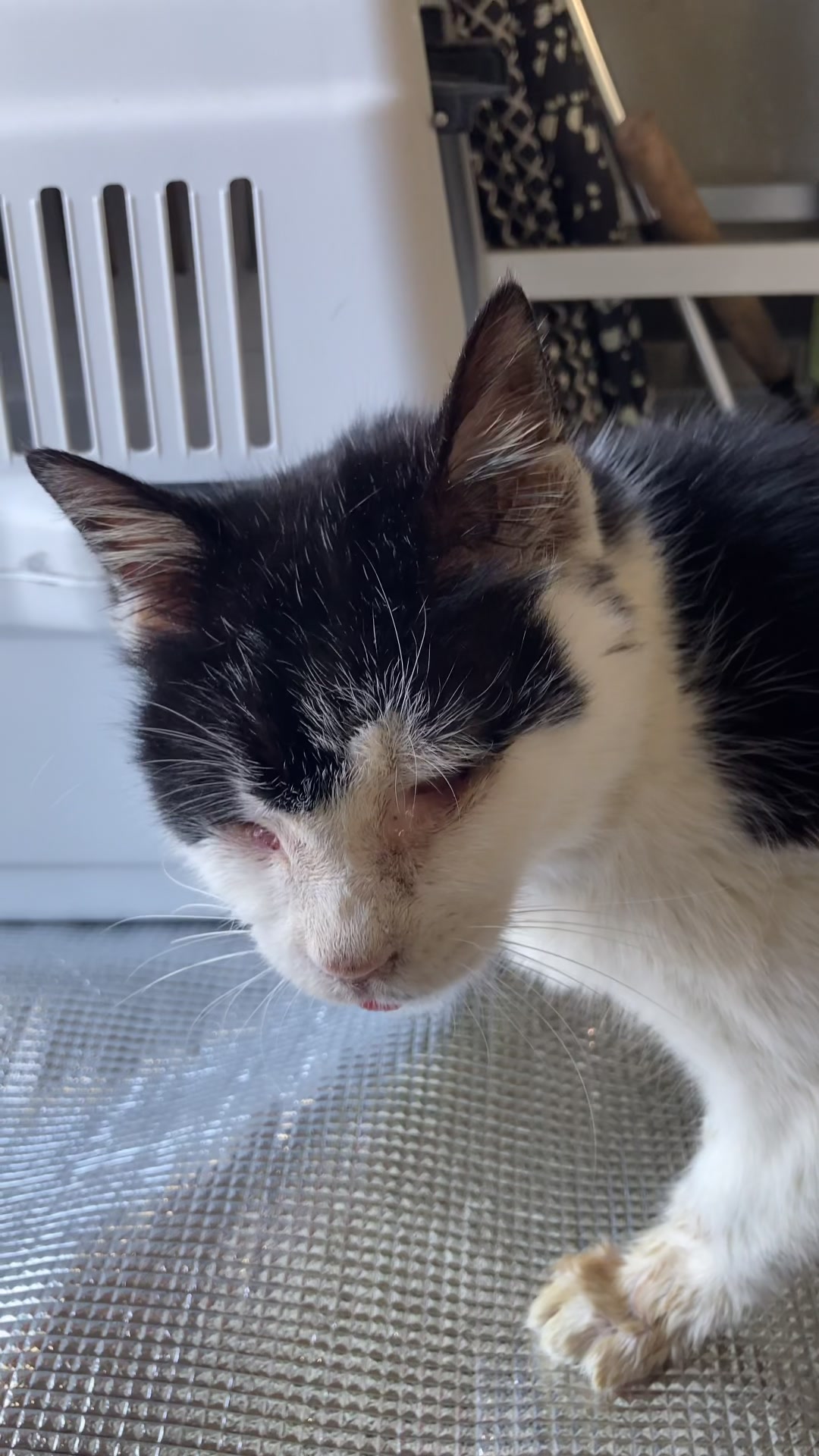 @ねこぷにもふ|ホワイトシェパードのハクちゃん