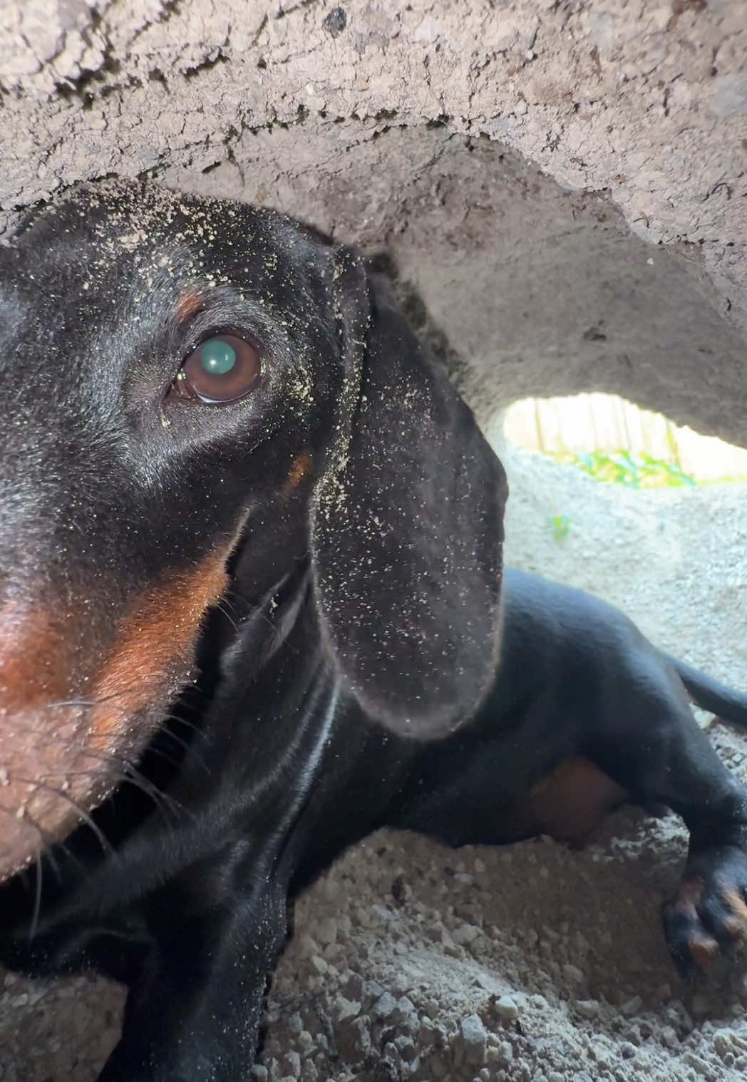 @olive the mini dachshund