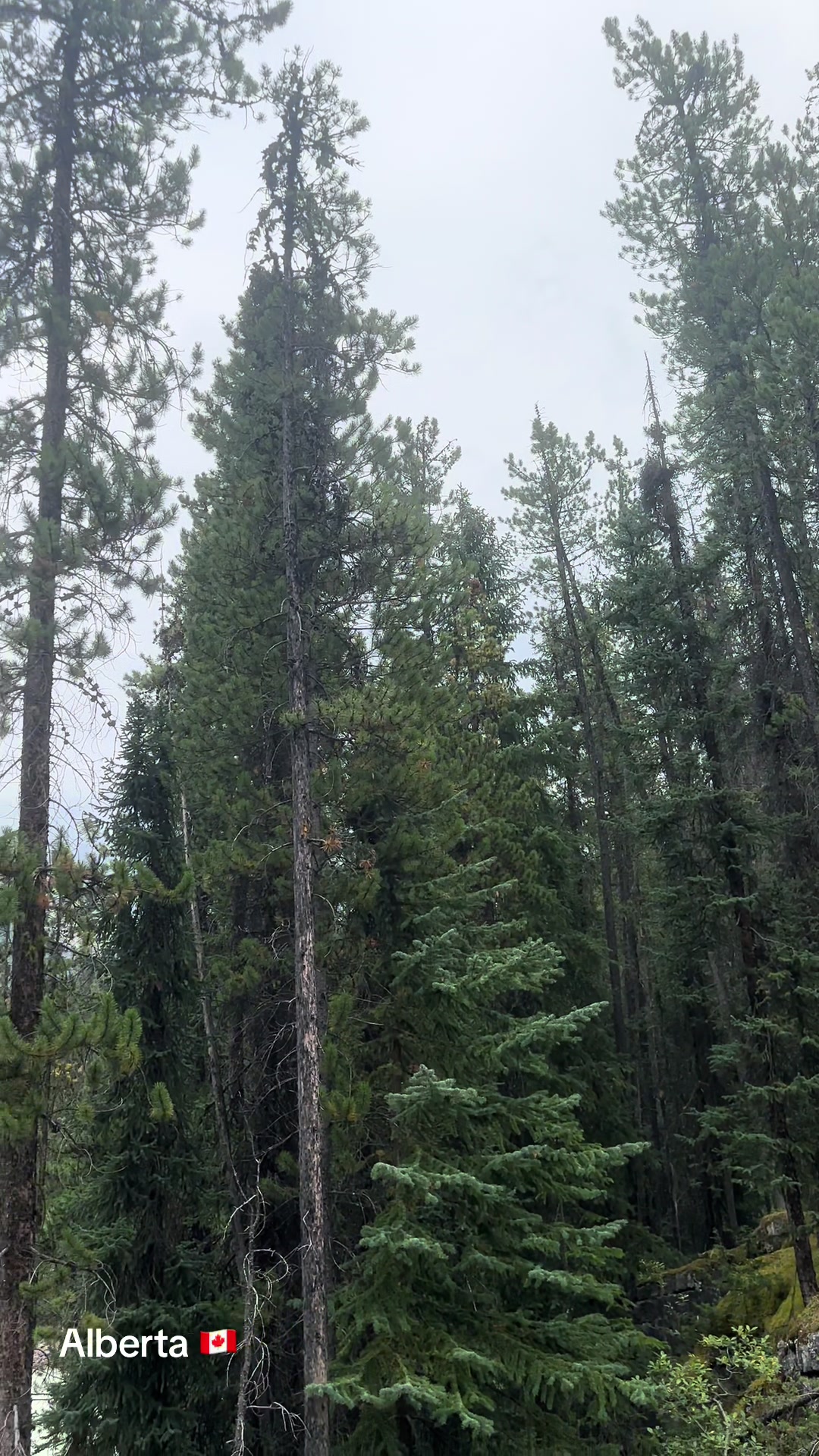 @Ada 🇨🇦