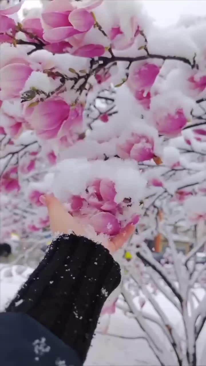 @soaad sosiyya