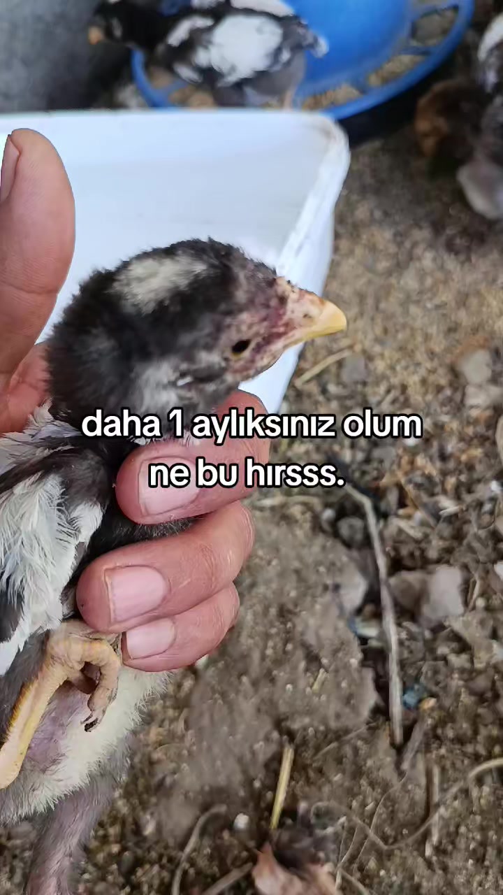 @ali_arkl_1907..