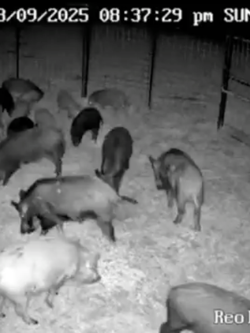 @Hog Brothers Custom Hog Traps