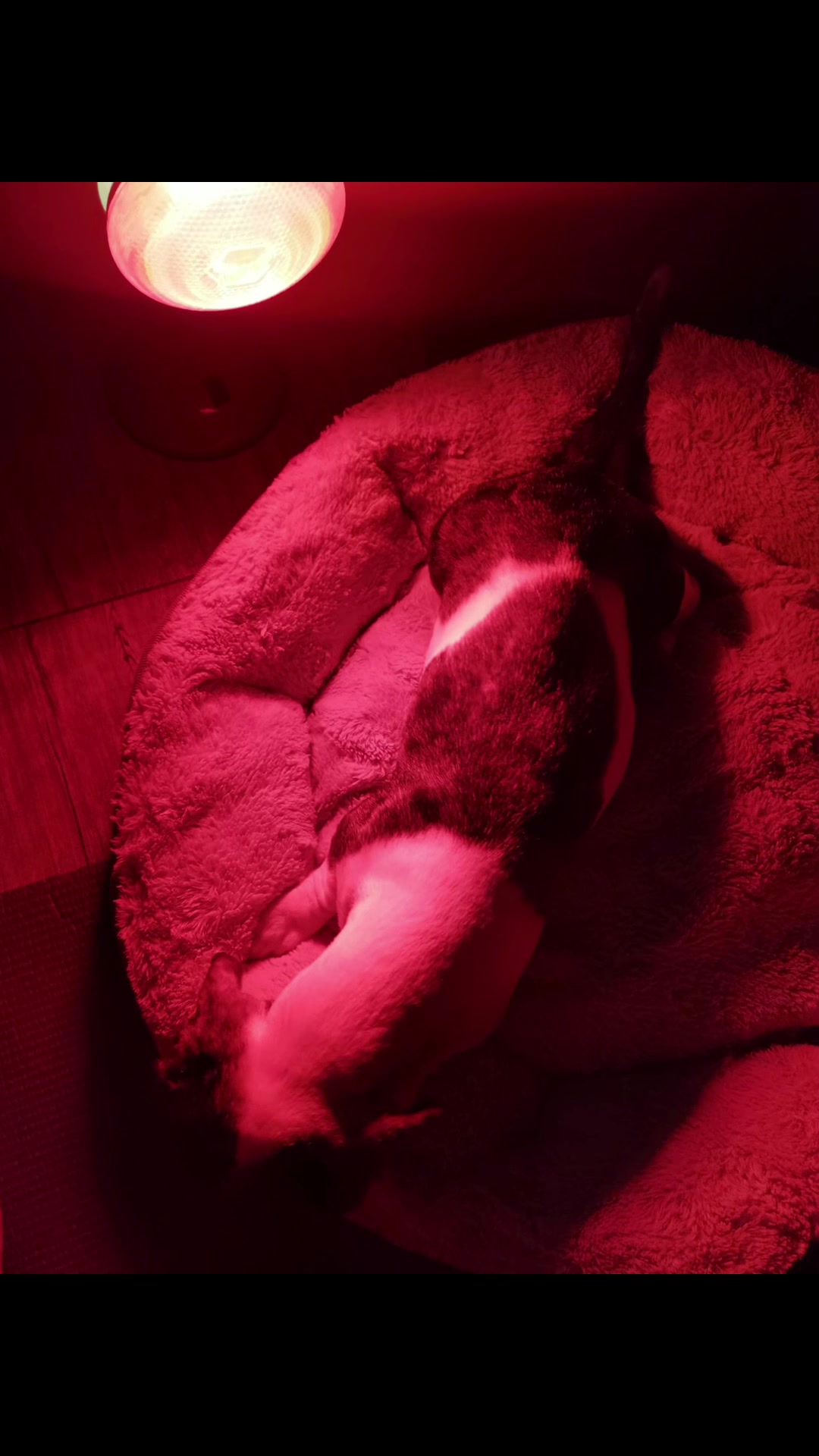 @PrincessGanda_doxie