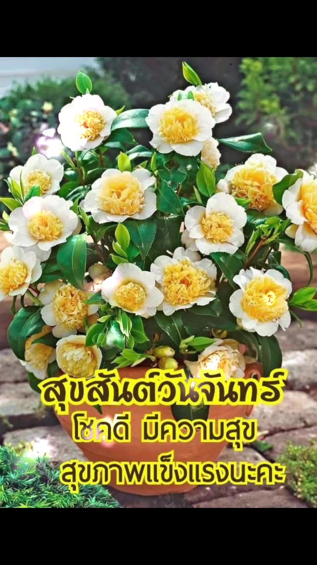 @Orasa mokkhdksoongg