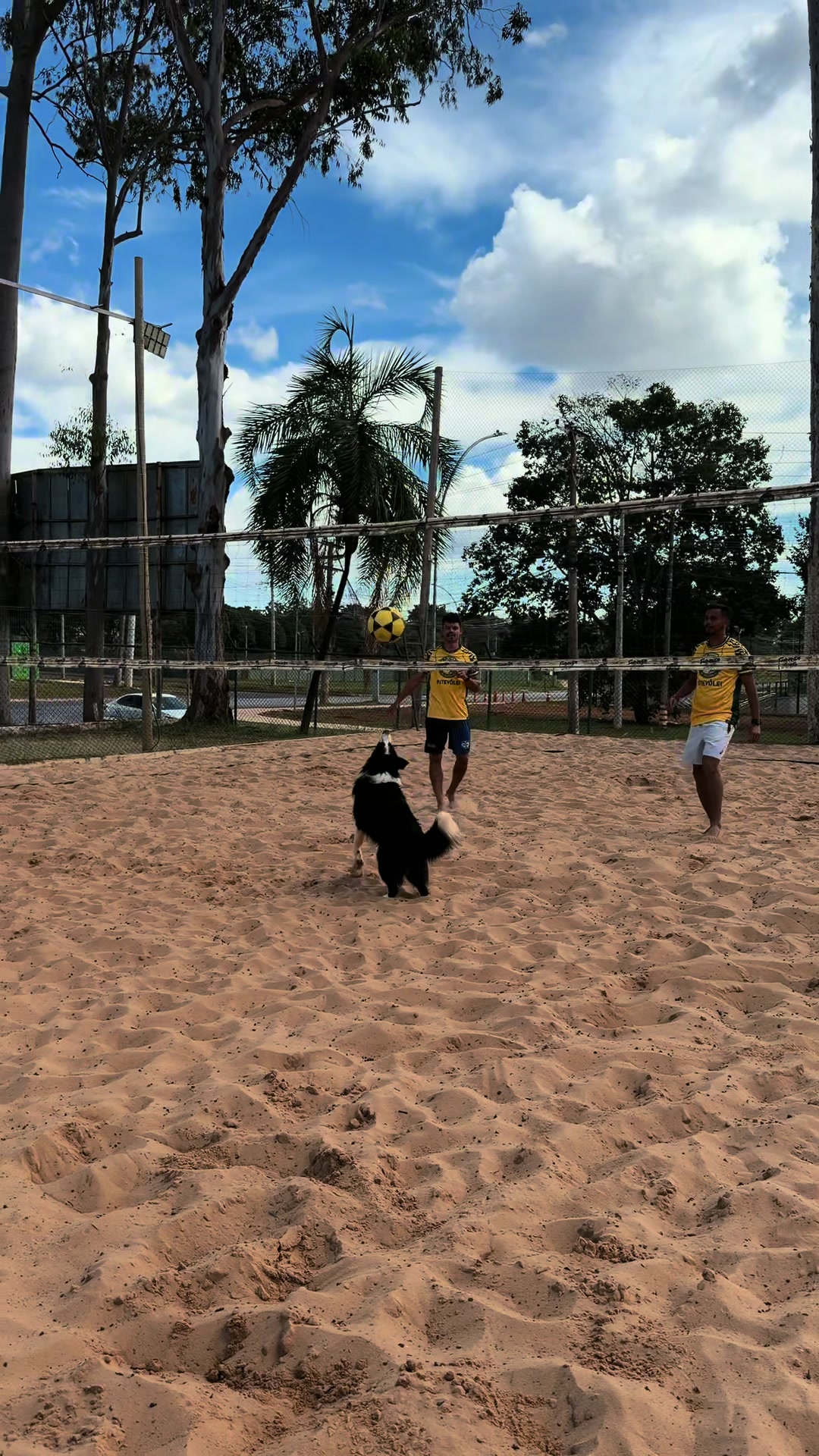 @dog_altinha