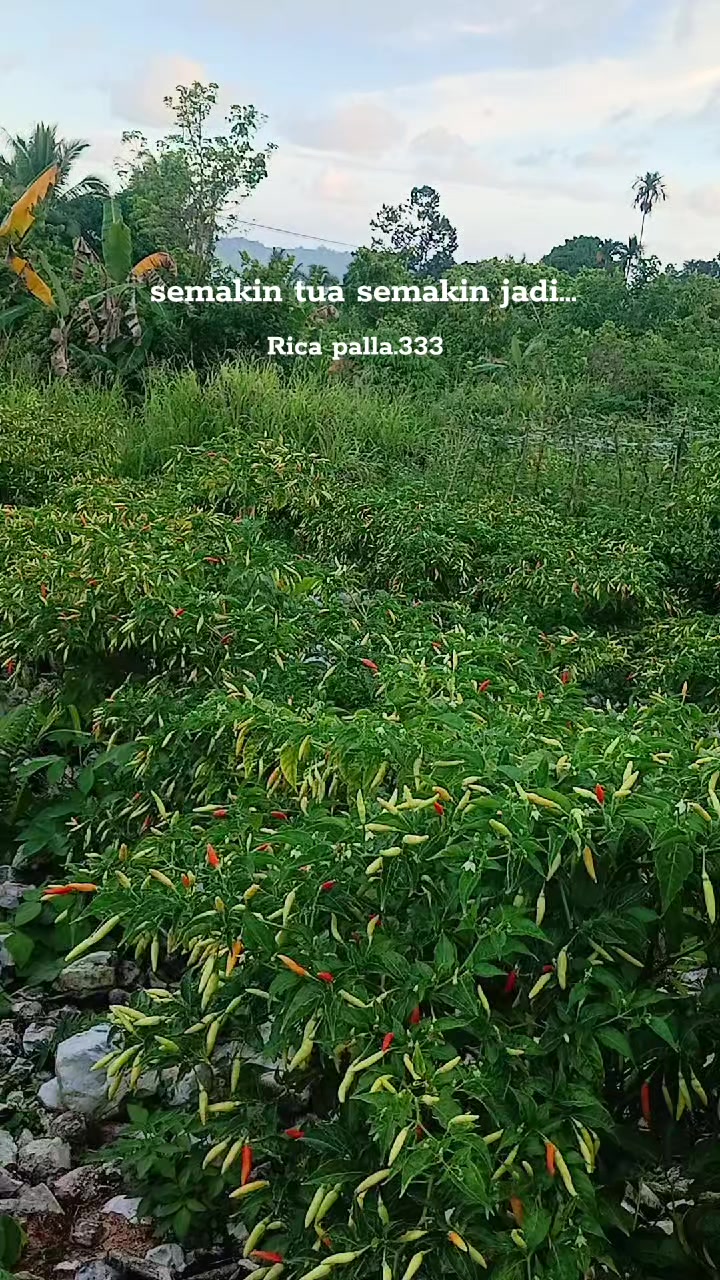 @Rica pala.333
