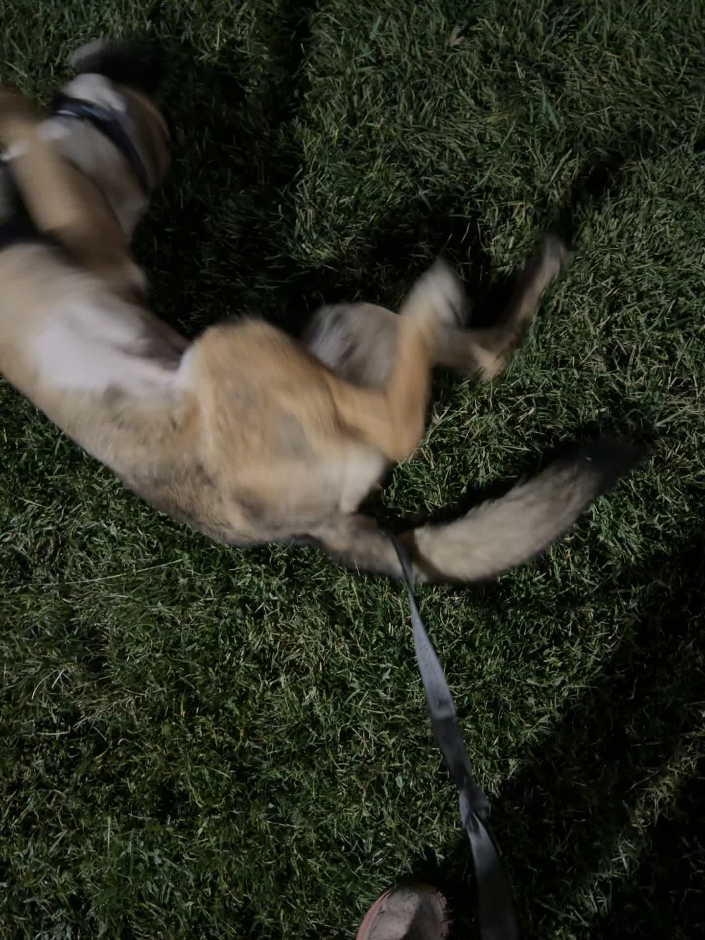 @ʕ•ᴥ•ʔ