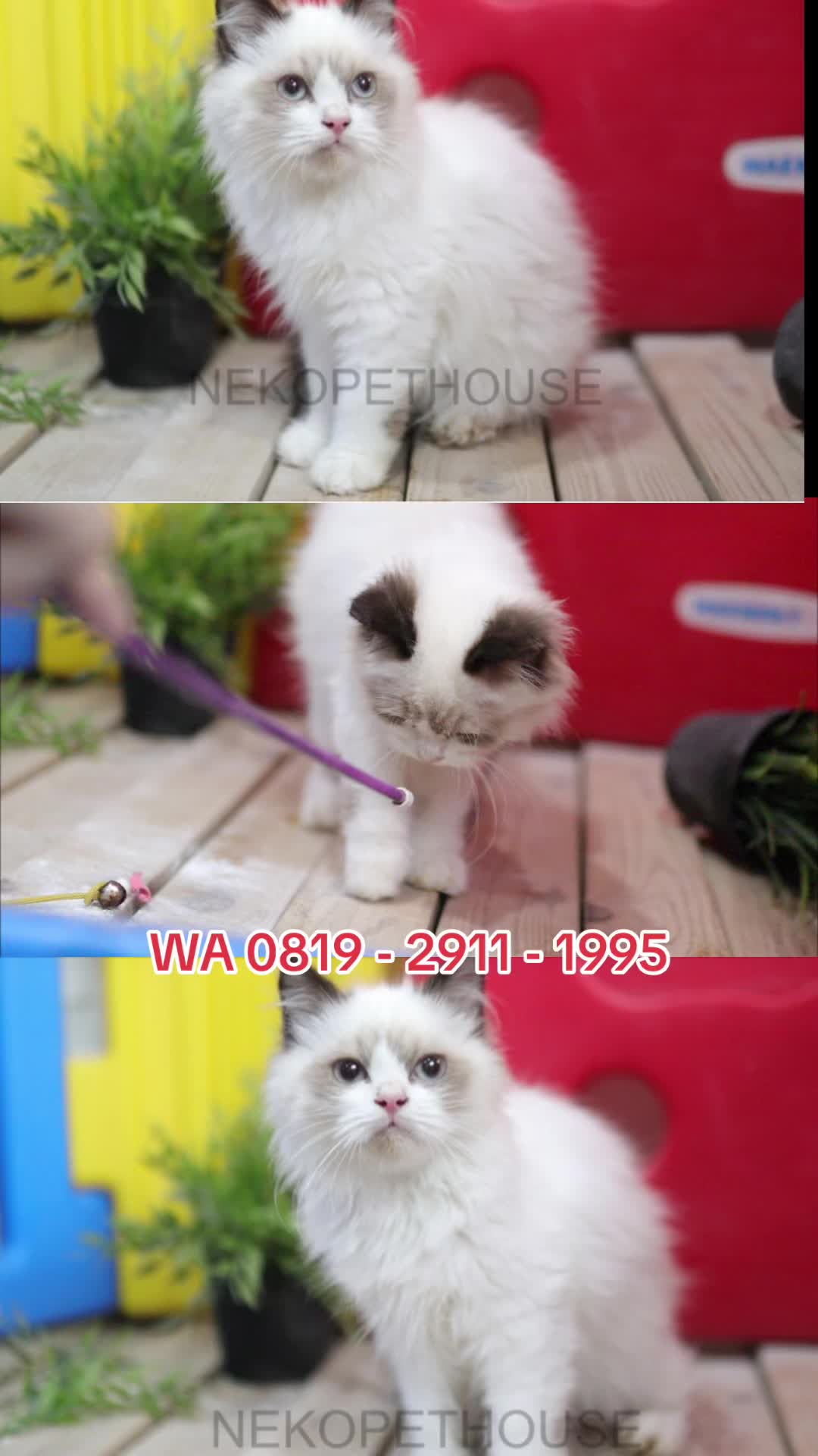 @Nekopethouse - Adopsi Kucing
