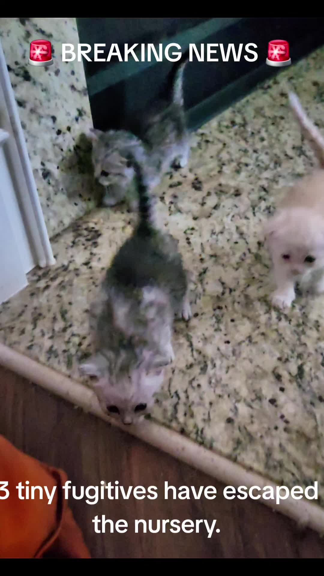 @Brittany Beauties Kittens