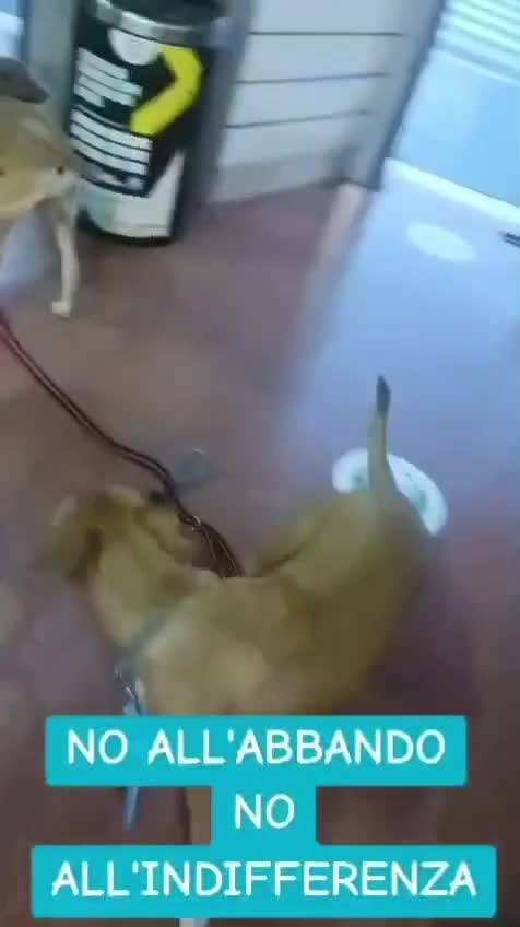 @ANIMALISTI DI FROSINONE