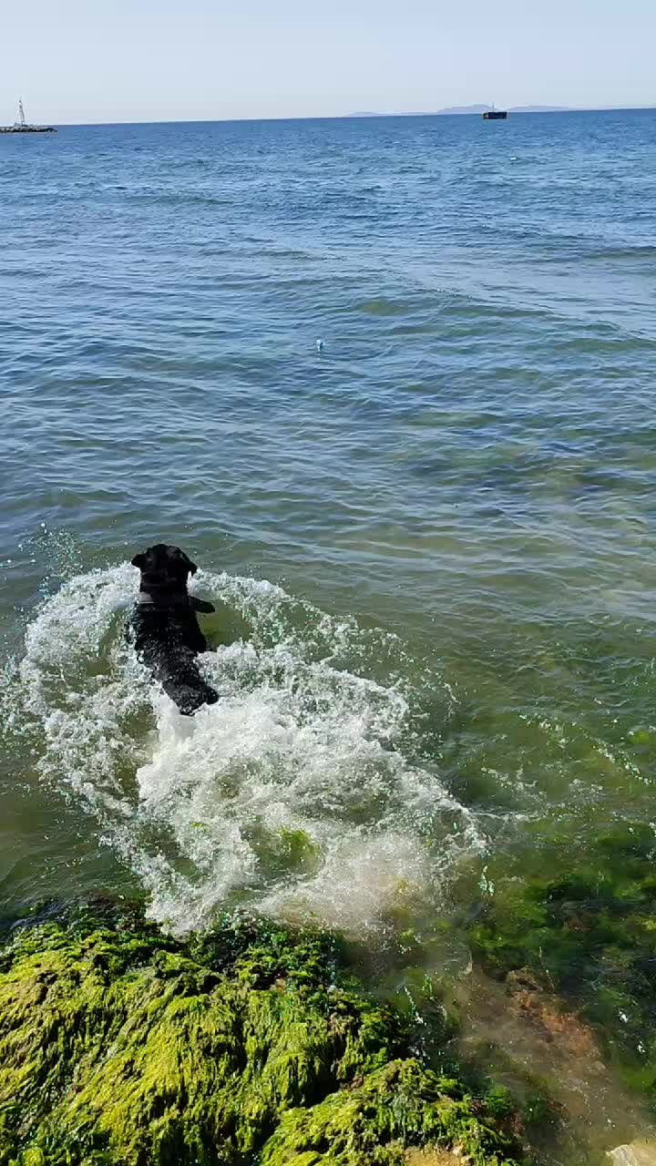 @pet_yalova