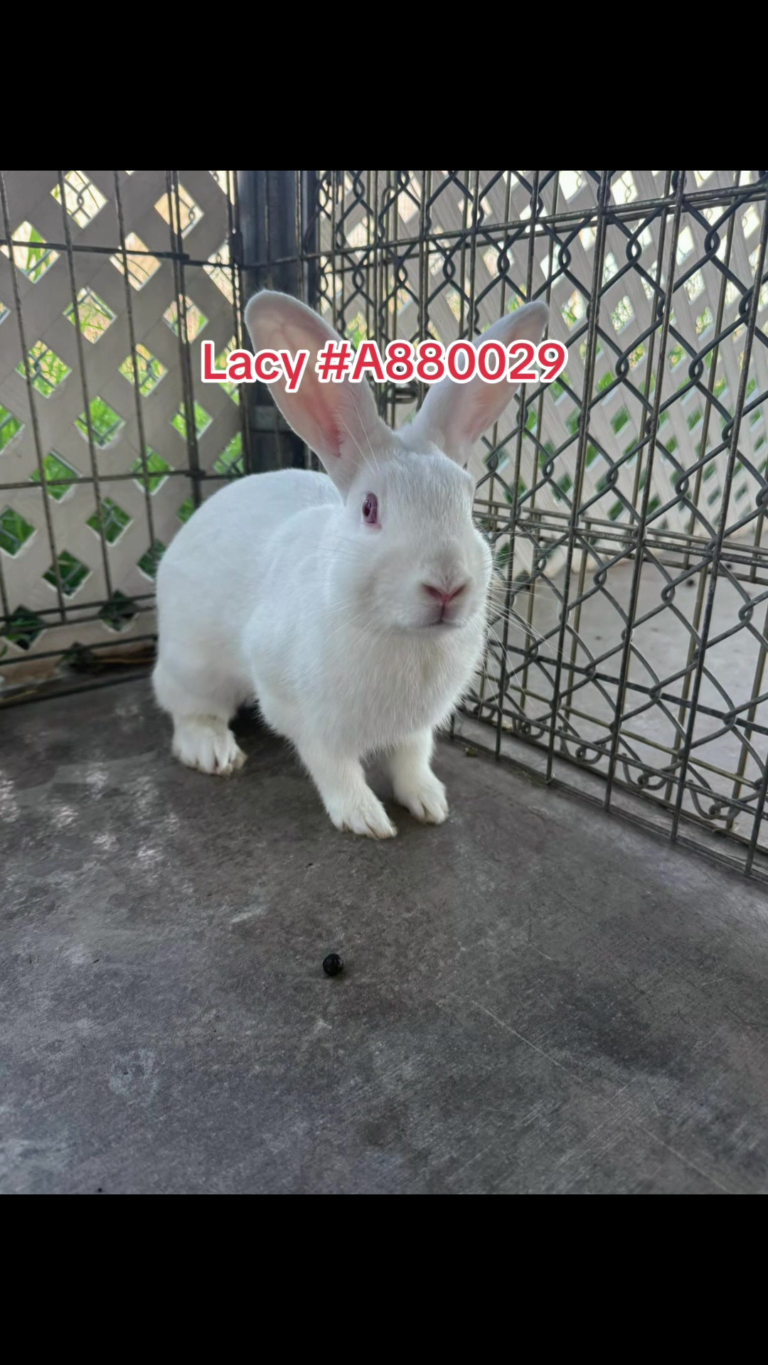 @Bunniesofeastvalley