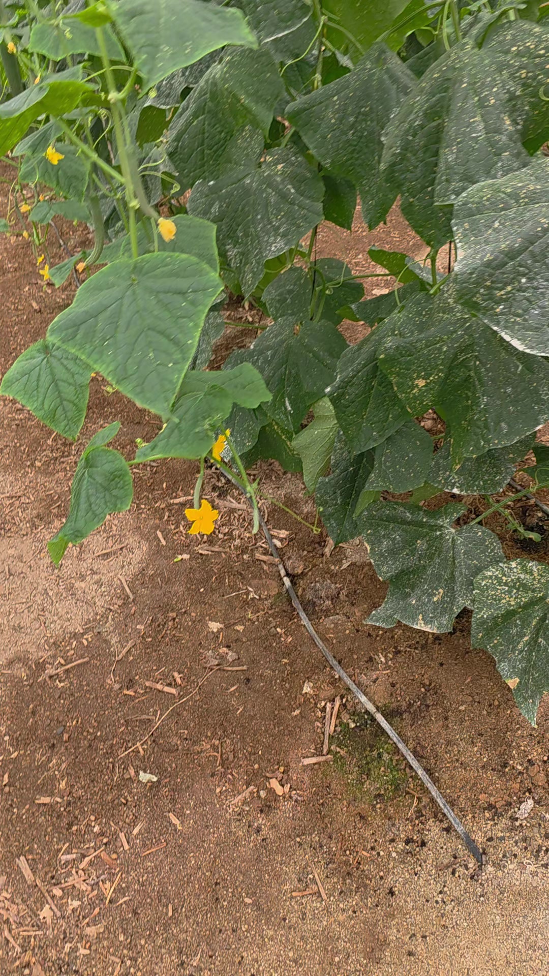 @El Extensionista del Agro