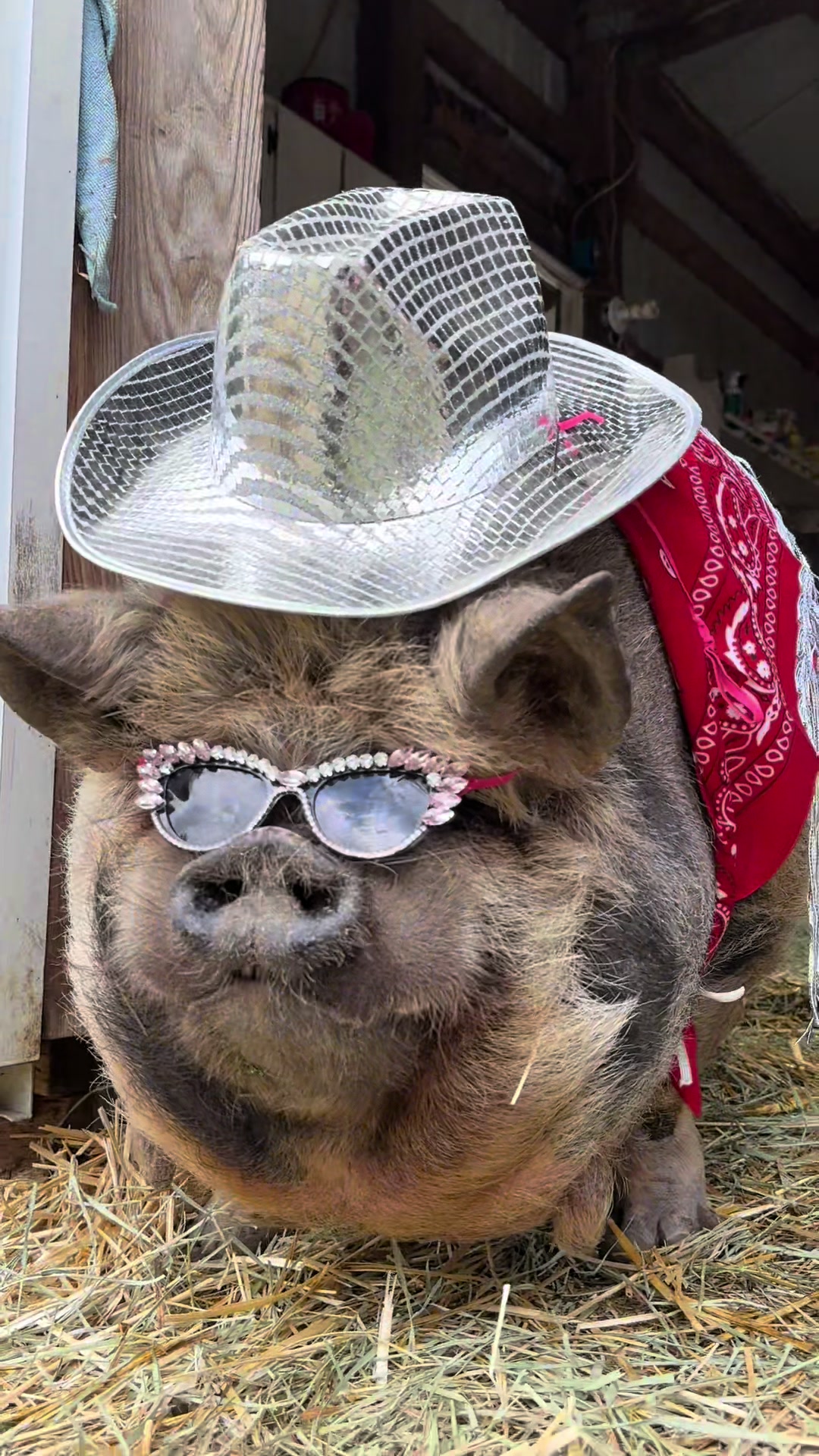 @thewinstonthepig
