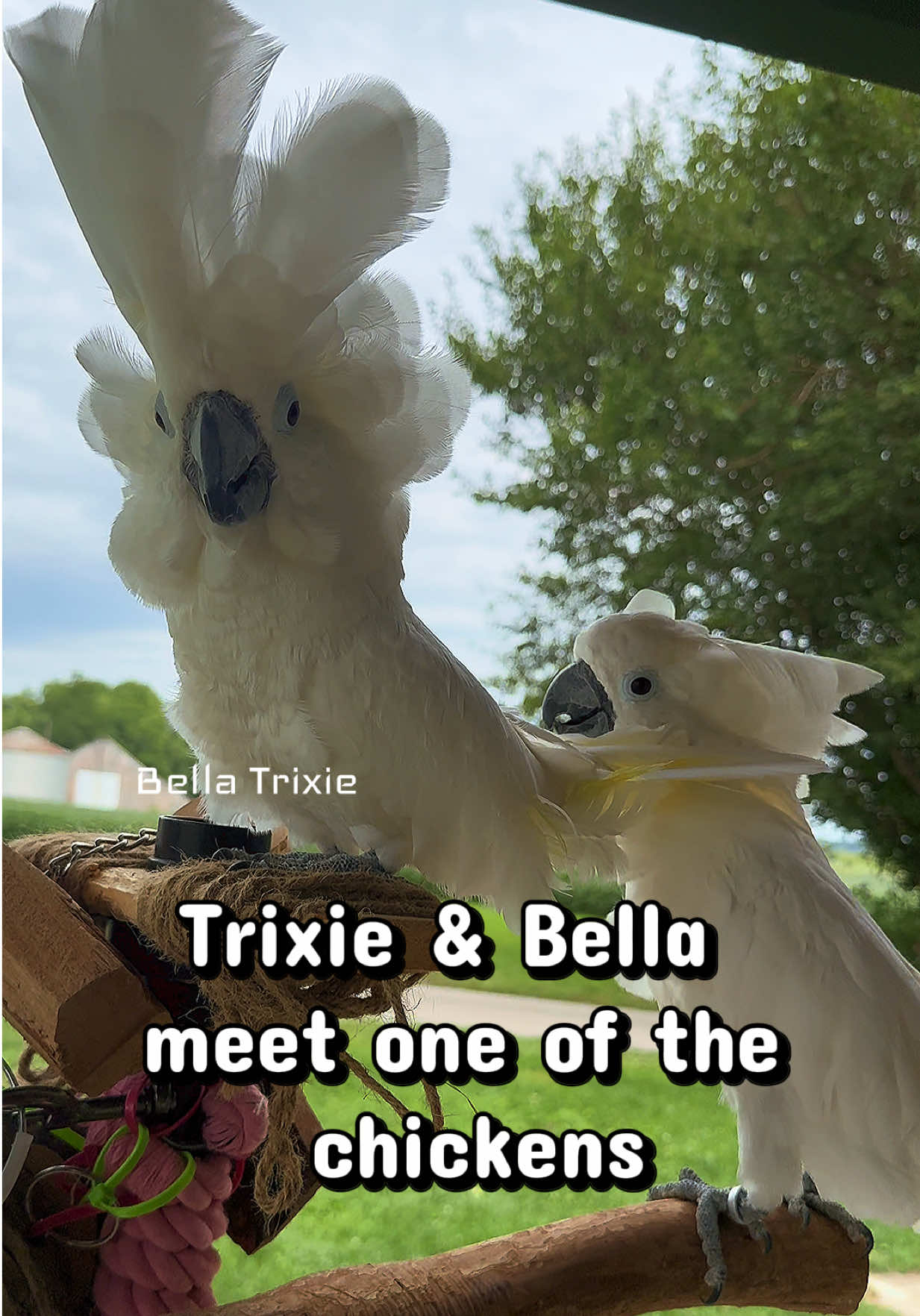 @bella_trixie_unleashed