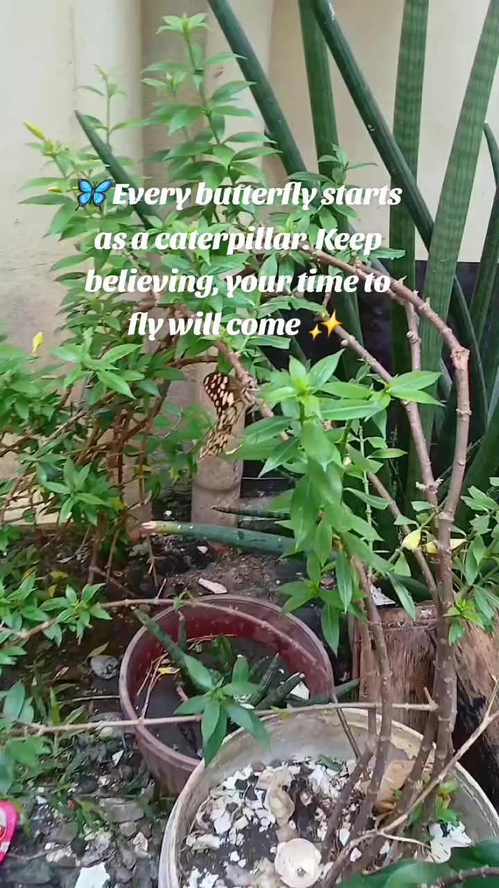 @renantepet