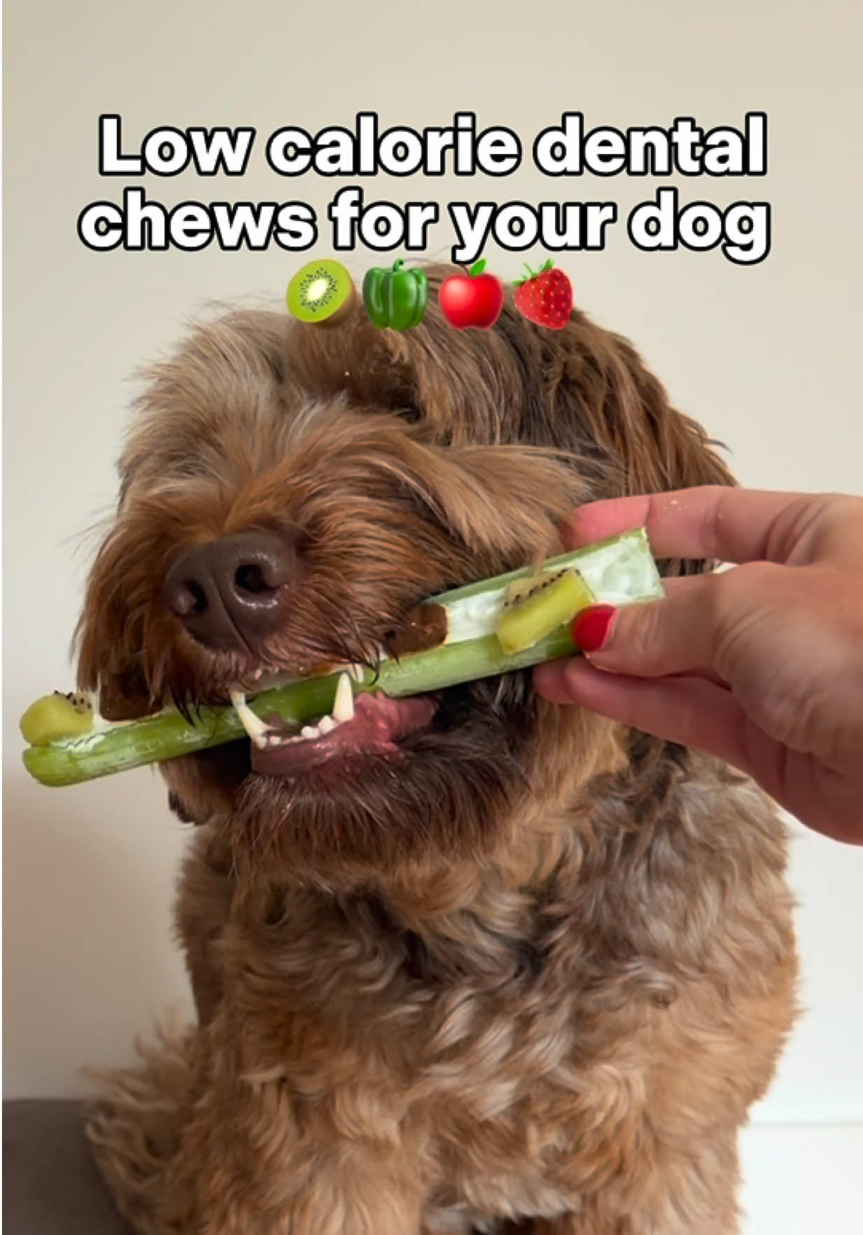 @Dogs Made Simple