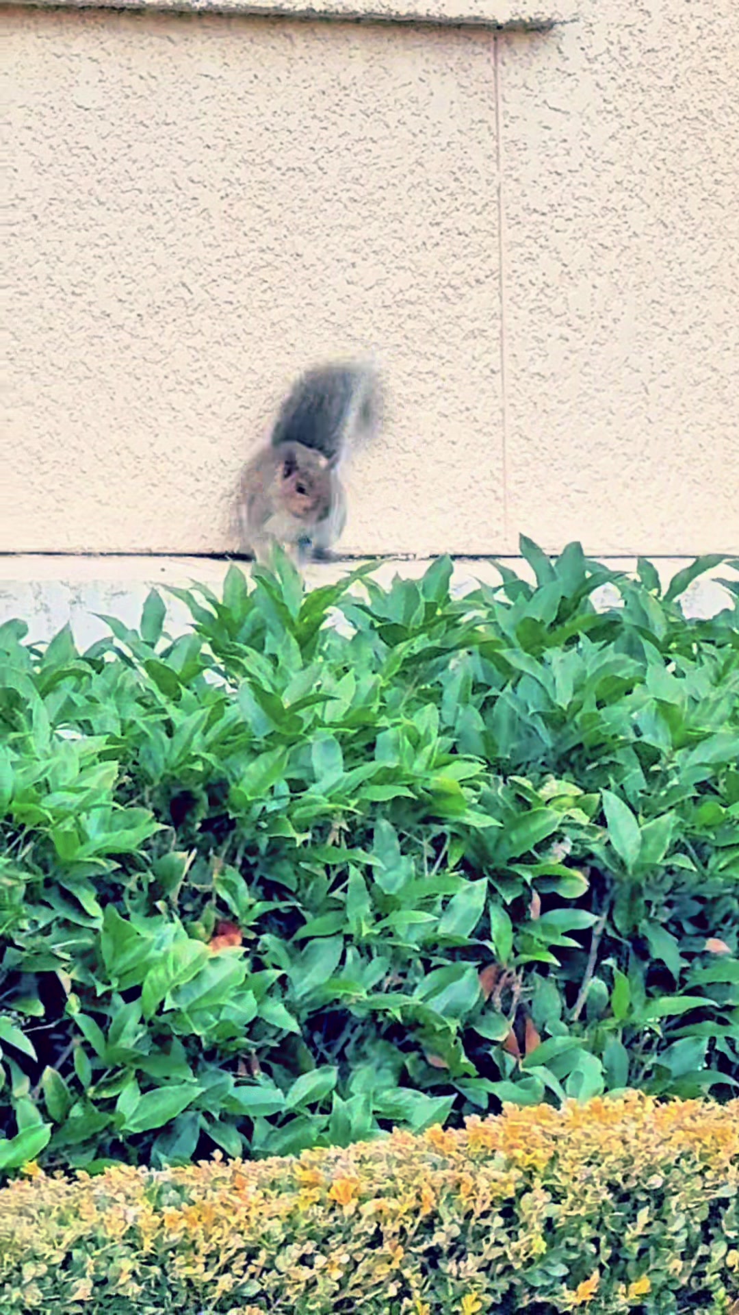 @DailyDoseOfSquirrels