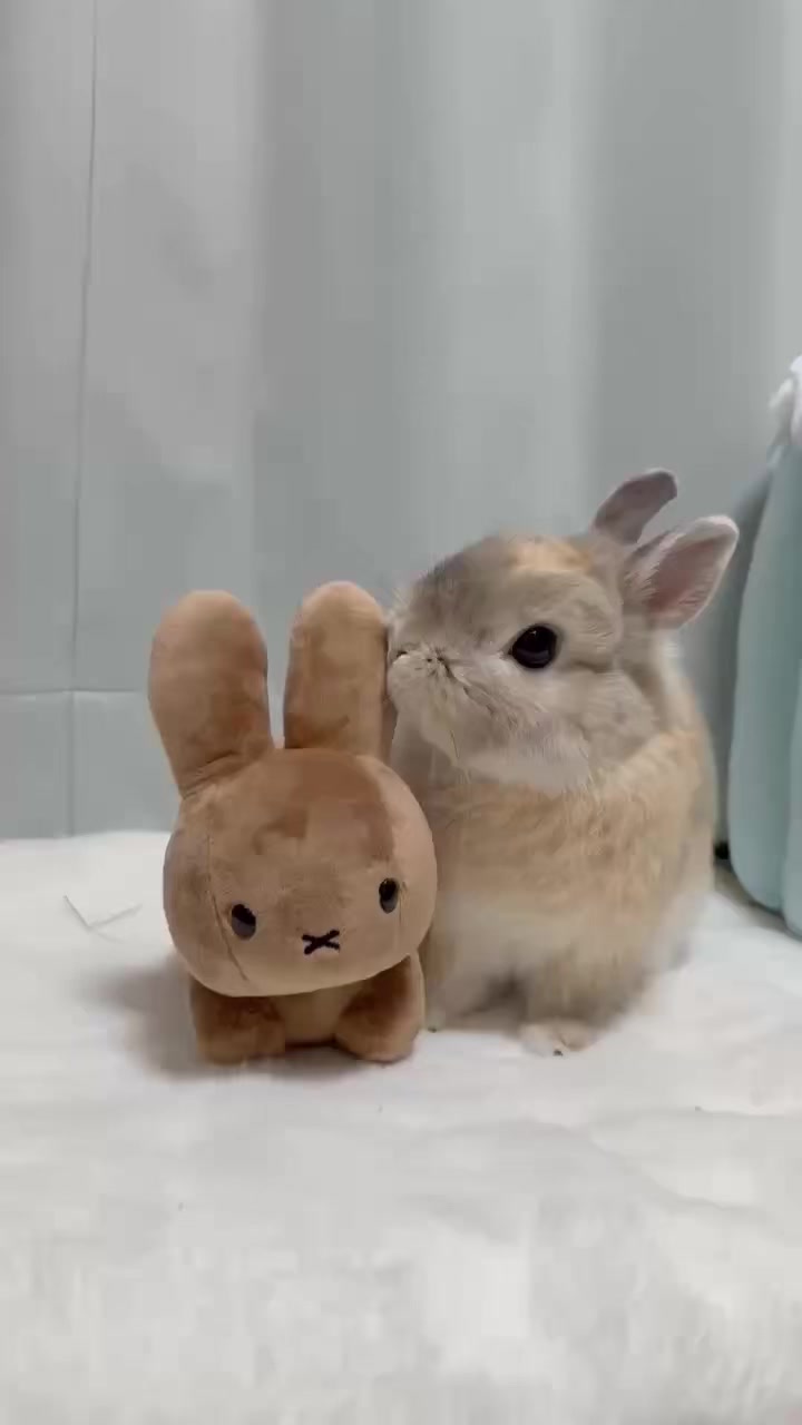 @うさぎのぷっしゅ