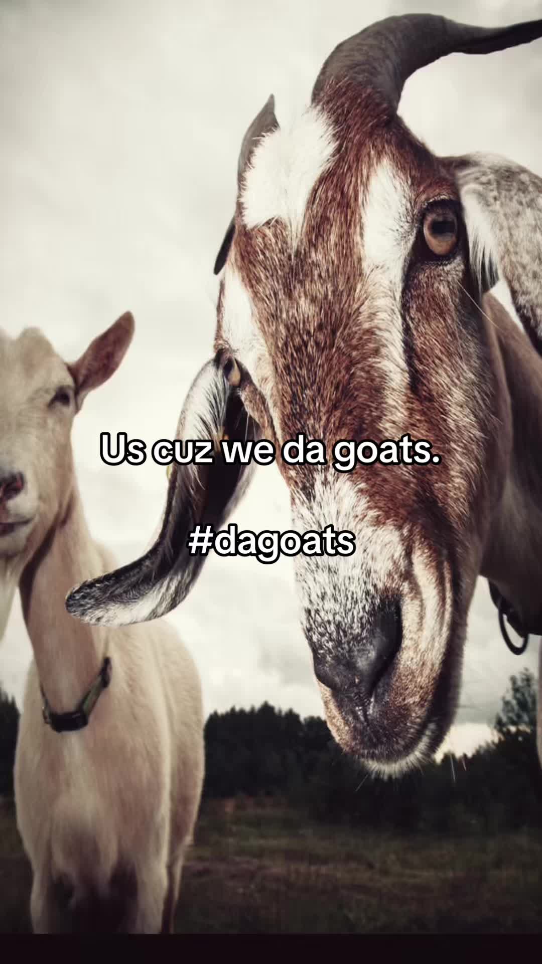 @dondada_yn