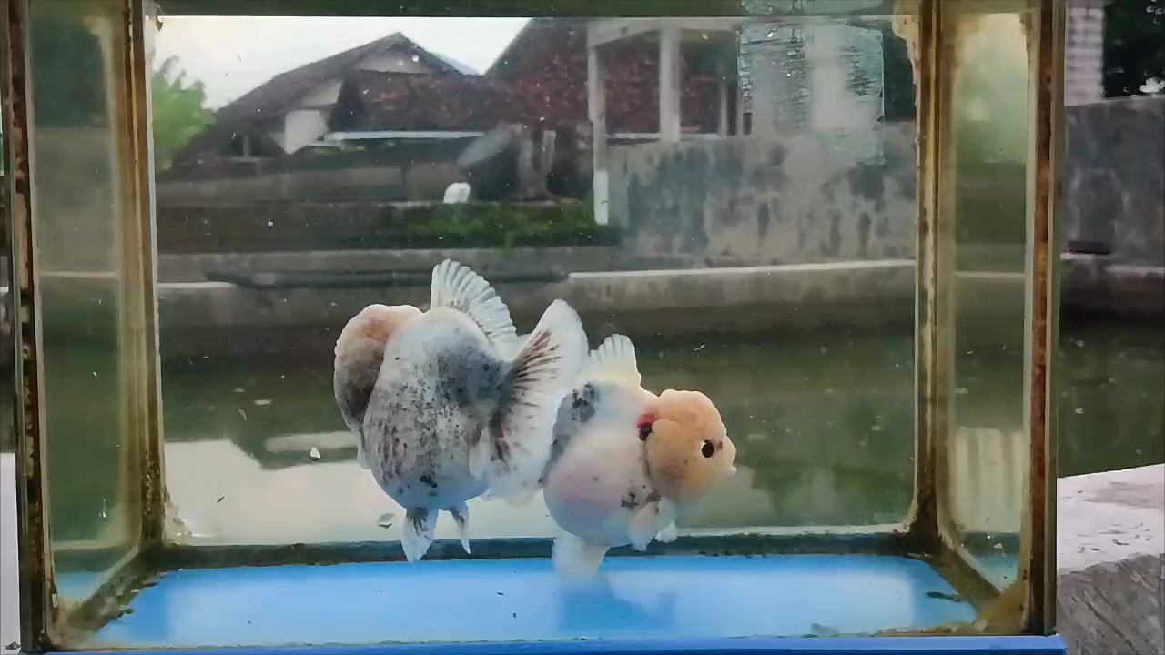 @Teras Aji Goldfish