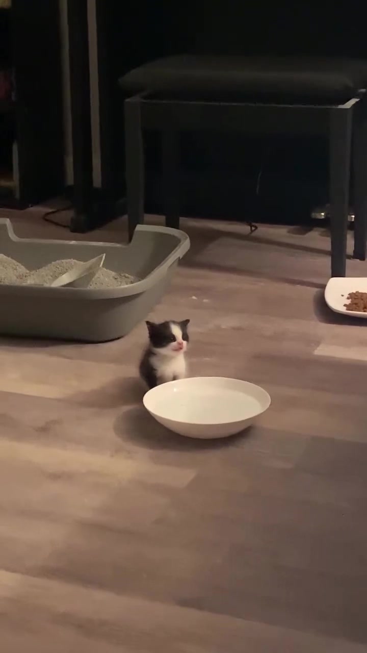 @kloutkittens