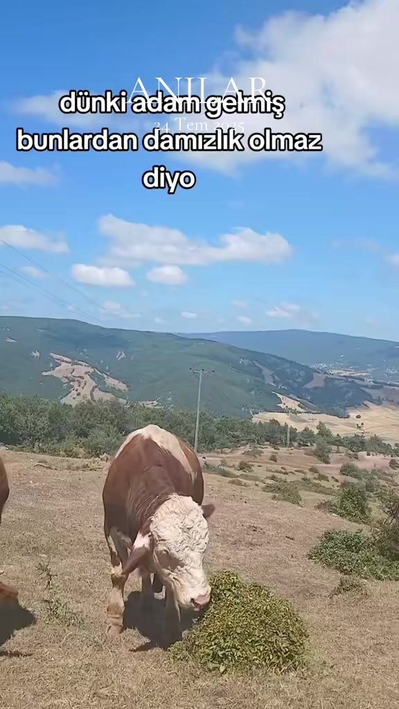 @KOYUNCUOĞLU HAYVANCILIK