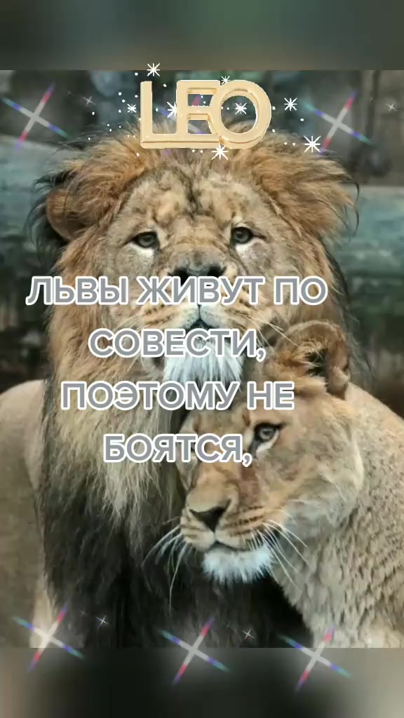 @👑 🦁 KING LION🦁👑