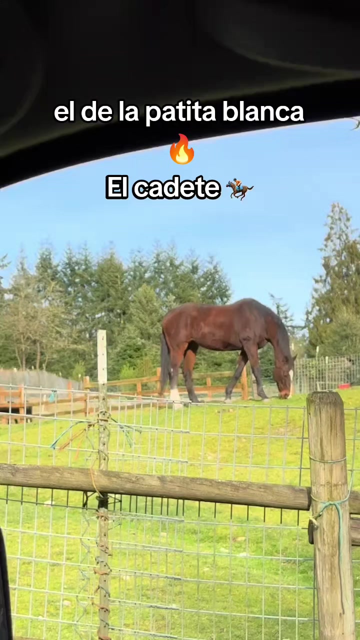 @carriles altos de jalisco🐎