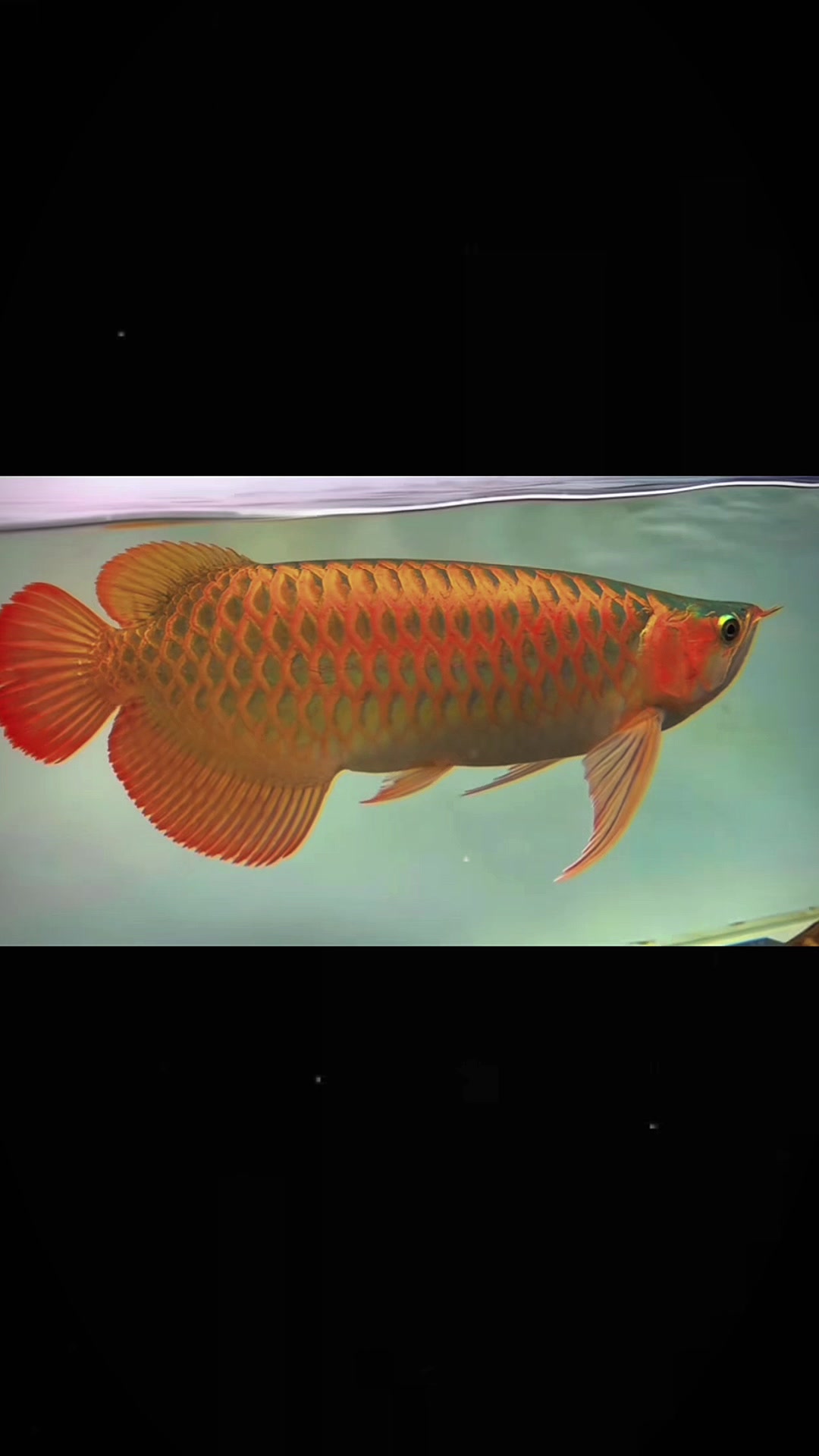 @網上看魚