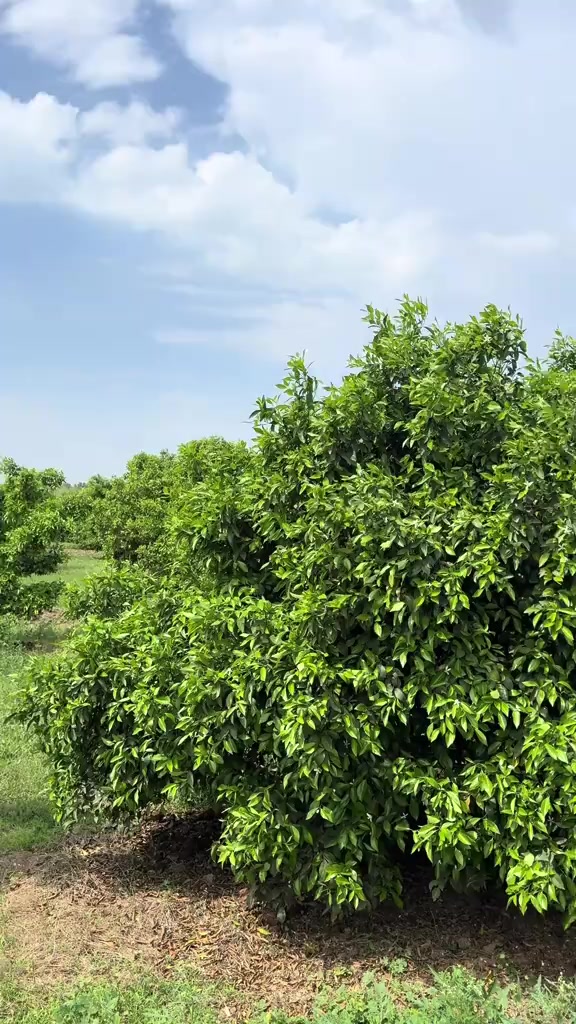 @ملک عظیم  اعوان