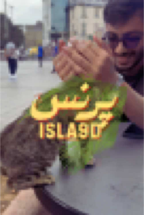 @janejavid.pk