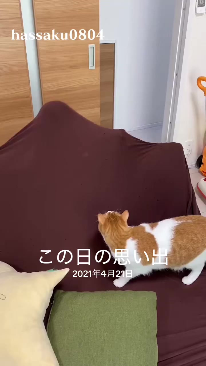 @猫のはっさく