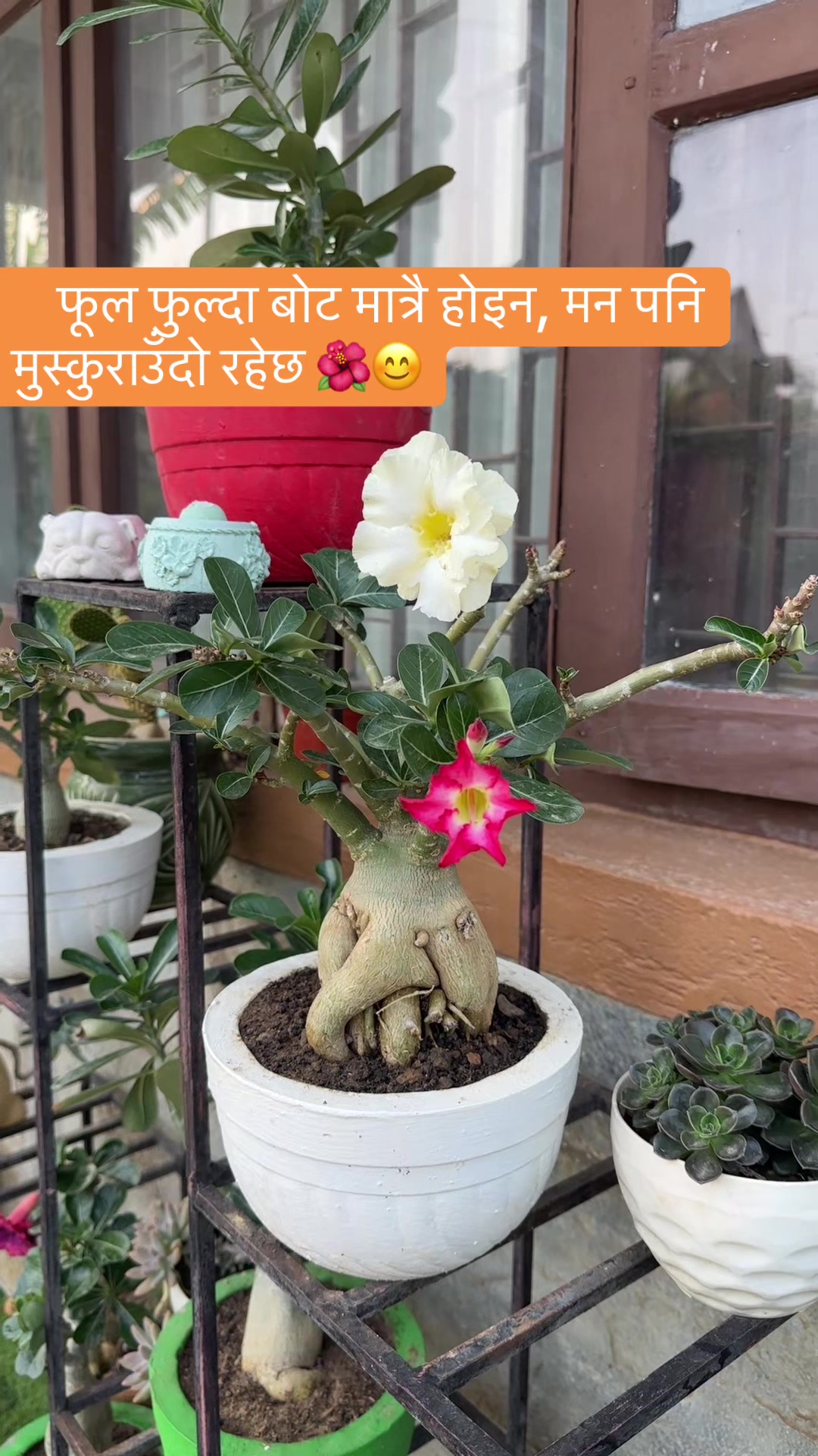 @Pushpa Kafle