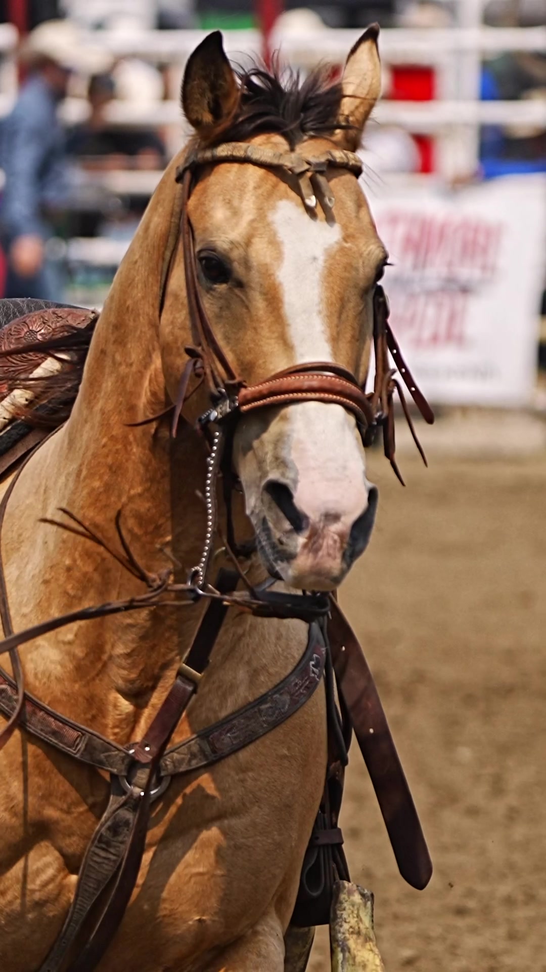 @Hanginghorses