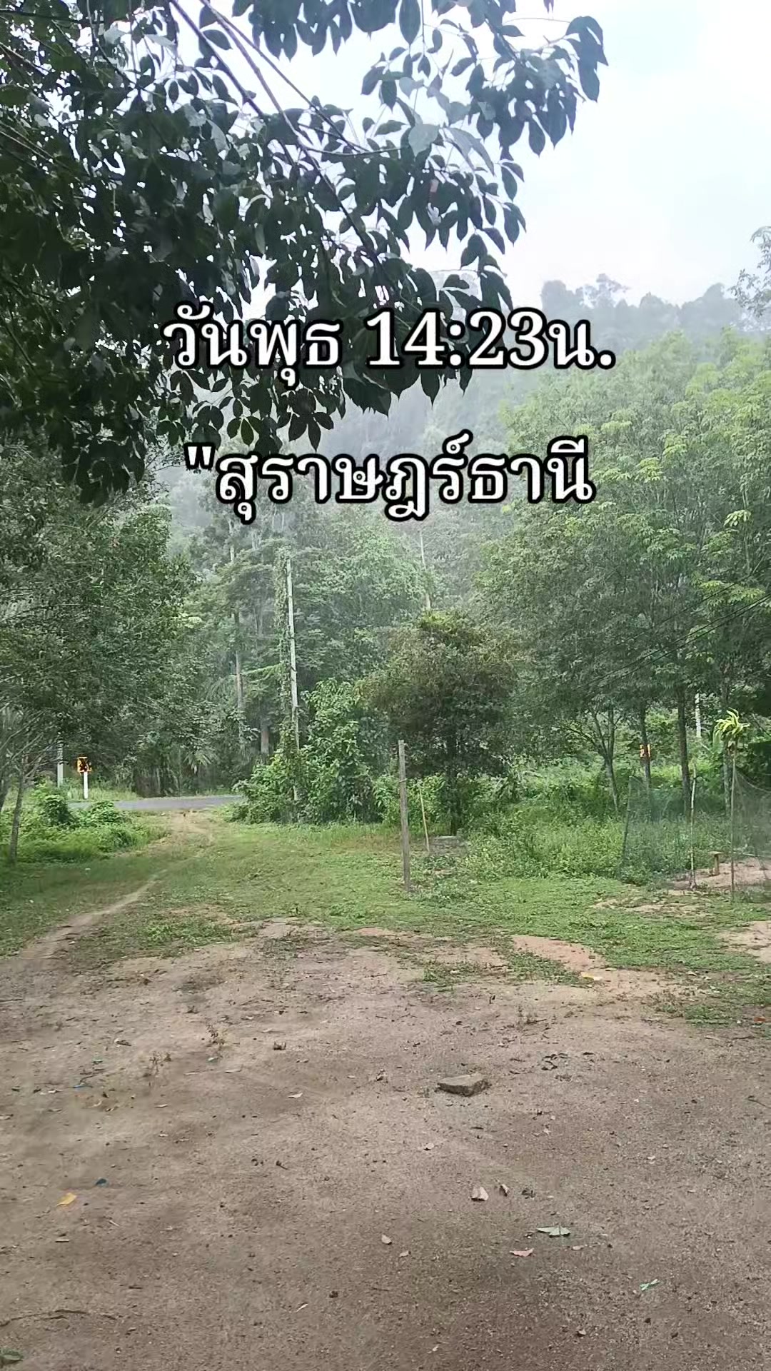 @น้องkik...ผู้หญิงชอบไก่ชน🐓